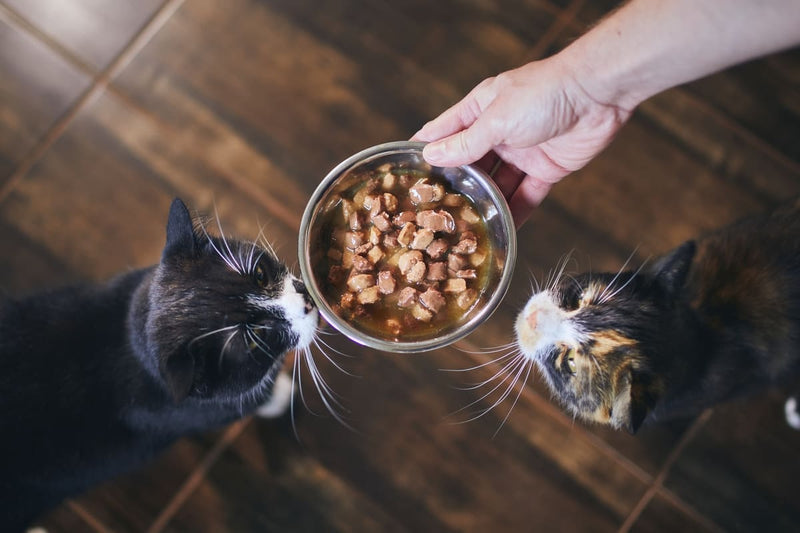 Beneficios de la alimentación mixta seca-húmeda para gatos